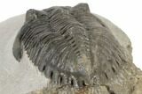Detailed Hollardops Trilobite - Multi-Toned Shell Color #189754-4